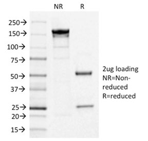 IL3RA / CD123 Antibody - SDS-PAGE analysis of purified, BSA-free CD123 antibody (clone IL3RA/1531) as confirmation of integrity and purity.