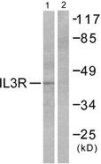 IL3RA / CD123 Antibody - Western blot analysis of extracts from RAW264.7 cells, treated with G-CSF (25ng/ml, 15mins), using IL3R (Ab-593) antibody.