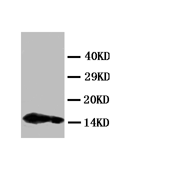 IL4 Antibody - WB of IL4 antibody. Lane 1: Recombinant Mouse IL-4 Protein 10ng. Lane 2: Recombinant Mouse IL-4 Protein 5ng. Lane 3: Recombinant Mouse IL-4 Protein 2.5ng.