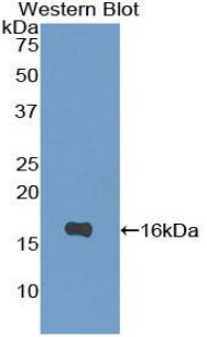 IL4 Antibody - Western blot of recombinant IL4.  This image was taken for the unconjugated form of this product. Other forms have not been tested.