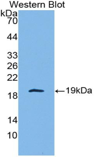 IL4 Antibody - Western blot of recombinant IL4.