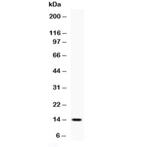 IL4 Antibody - Western blot testing of 1ng of recombinant human IL4 antibody at 0.5ug/ml. Expected molecular weight: 14-20 kDa depending on glycosylation level.