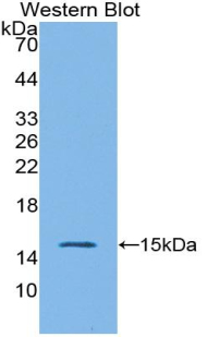 IL4 Antibody - Western blot of recombinant IL4.  This image was taken for the unconjugated form of this product. Other forms have not been tested.