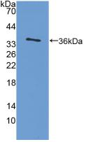 IL4 Antibody - Western Blot; Sample: Recombinant IL4, Rat.