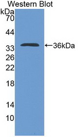 IL4 Antibody - Western Blot; Sample: Recombinant protein.