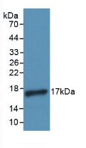 IL4 Antibody - Western Blot; Sample: Recombinant IL4, Human.