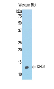 IL4 Antibody - Western blot of recombinant IL4.  This image was taken for the unconjugated form of this product. Other forms have not been tested.