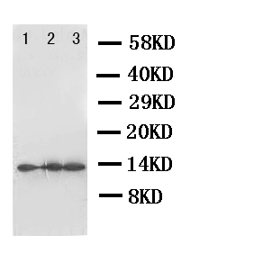 IL4 Antibody - WB of IL4 antibody. Lane 1: Recombinant Human IL-4 Protein 10ng. Lane 2: Recombinant Human IL-4 Protein 5ng. Lane 3: Recombinant Human IL-4 Protein 2.5ng.