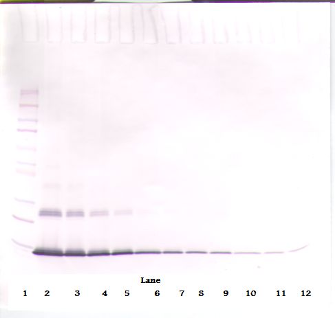 IL4 Antibody - Western Blot (non-reducing) of IL-4 antibody. This image was taken for the unconjugated form of this product. Other forms have not been tested.