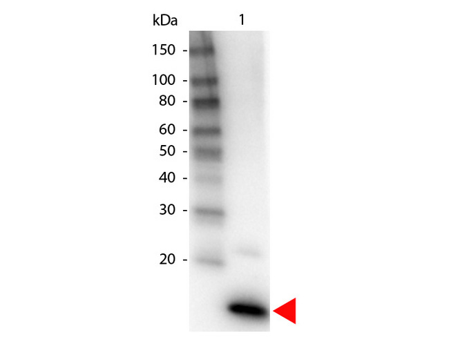 IL4 Antibody - Western blot of Biotin Conjugated Rabbit anti-IL-4 Antibody. Lane 1: Human IL-4. Lane 2: none. Load: 50 ng per lane. Primary antibody: IL-4 Antibody Biotin Conjugated at 1:1000 for overnight at 4C. Secondary antibody: HRP Streptavidin secondary antibody at 1:40000 for 30 min at RT. Block: MB-070 for 30 min at RT. Predicted/Observed size: 17 kDa, 17 kDa for Human IL-4. Other band(s): none. This image was taken for the unconjugated form of this product. Other forms have not been tested.