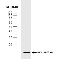 IL4 Antibody - Western blot of mouse IL-4 recombinant protein probed with Rat anti-Mouse Interleukin-4  (RAT ANTI MOUSE INTERLEUKIN-4).