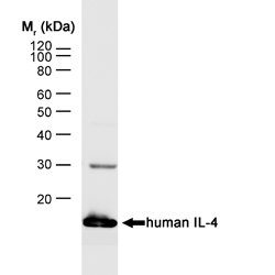 IL4 Antibody - Western blot of human IL-4 recombinant protein probed with Rat anti-Human Interleukin-4 (RAT ANTI HUMAN INTERLEUKIN-4) followed by F(ab)2 Rabbit anti-Rat IgG:HRP (STAR21B).  This image was taken for the unconjugated form of this product. Other forms have not been tested.