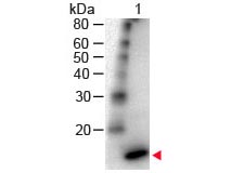 IL4 Antibody - Western Blot - IL-4 Antibody Peroxidase Conjugated. Western Blot of Rabbit Anti-- IL-4 Antibody Peroxidase Conjugated Lane 1: Human IL-4 Load: 50 ng per lane Secondary antibody: IL-4 Antibody Peroxidase Conjugated at 1:1000 for 60 min at RT Block: MB-070 for 30 min RT Predicted/Observed size: 18 kD, 18 kD. This image was taken for the unconjugated form of this product. Other forms have not been tested.