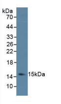 IL4 Antibody - Western Blot; Sample: Porcine Spleen Tissue.