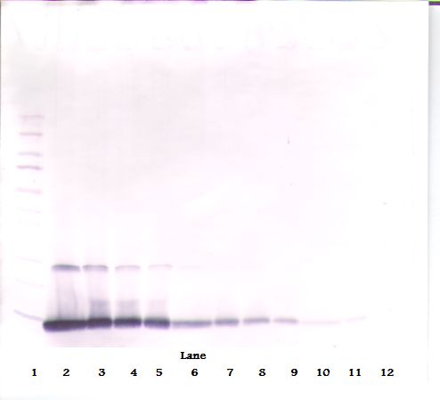 IL4 Antibody - Western Blot (reducing) of IL-4 antibody. This image was taken for the unconjugated form of this product. Other forms have not been tested.