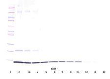 IL4 Antibody - Western Blot (non-reducing) of IL-4 antibody. This image was taken for the unconjugated form of this product. Other forms have not been tested.