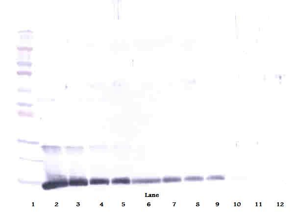 IL4 Antibody - Western Blot (reducing) of IL-4 antibody. This image was taken for the unconjugated form of this product. Other forms have not been tested.