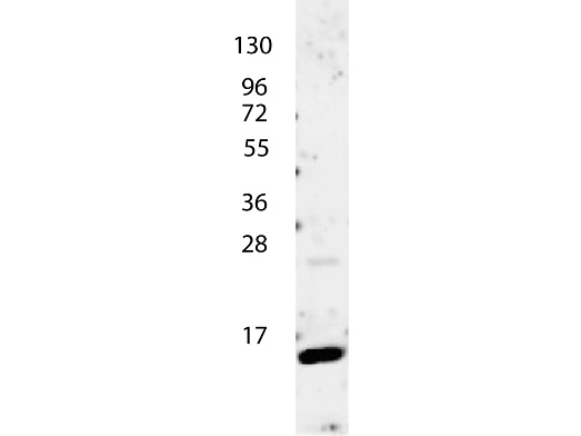 IL4 Antibody - Anti-IL-4 Antibody - Western Blot. anti-Human IL-4 antibody shows detection of a band ~15 kD in size corresponding to recombinant human IL-4. The identity of the faint higher molecular weight band may represent a homodimer. Molecular weight markers are also shown (left). After transfer, the membrane was blocked overnight with 3% BSA in TBS followed by reaction with primary antibody at a 1:1000 dilution. Detection occurred using peroxidase conjugated anti-Rabbit IgG (LS-C60865) secondary antibody diluted 1:40000 in blocking buffer (p/n MB-070) for 30 min at RT followed by reaction with FemtoMax chemiluminescent substrate. Image was captured using VersaDoc MP 4000 imaging system (Bio-Rad).