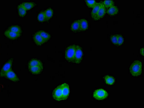 IL4 Antibody - Immunofluorescent analysis of HepG2 cells using IL4 Antibody at a dilution of 1:100 and Alexa Fluor 488-congugated AffiniPure Goat Anti-Rabbit IgG(H+L)