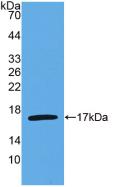 IL4 Antibody - Western Blot; Sample: Recombinant IL4, Human.