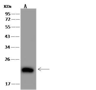 IL4 Antibody - Anti-IL-4 rabbit polyclonal antibody at 1:500 dilution. Lane A: mouse spleen Whole Cell Lysate. Lysates/proteins at 30 ug per lane. Secondary: Goat Anti-Rabbit IgG (H+L)/HRP at 1/10000 dilution. Developed using the ECL technique. Performed under reducing conditions. Predicted band size: 17 kDa. Observed band size: 21 kDa.