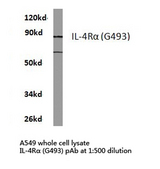 IL4R / CD124 Antibody - Western blot of IL-4R (G493) pAb in extracts from A549 cells.