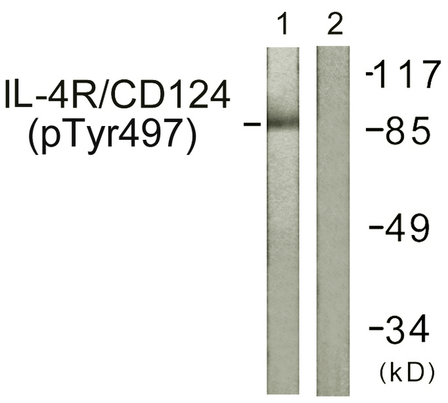 IL4R / CD124 Antibody - Western blot analysis of lysates from 293 cells, using IL-4R/CD124 (Phospho-Tyr497) Antibody. The lane on the right is blocked with the phospho peptide.