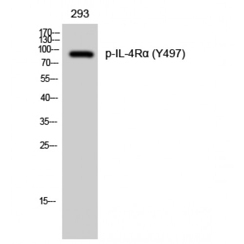 IL4R / CD124 Antibody - Western blot of Phospho-IL-4Ralpha (Y497) antibody