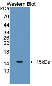 IL5 Antibody - Western blot of IL5 antibody.