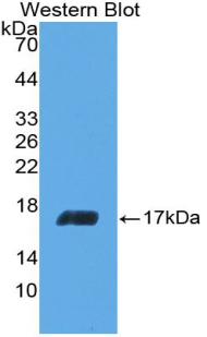 IL5 Antibody - Western blot of recombinant IL5.