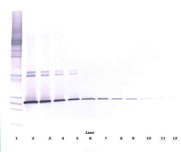 IL5 Antibody - Western Blot (non-reducing) of IL-5 antibody. This image was taken for the unconjugated form of this product. Other forms have not been tested.