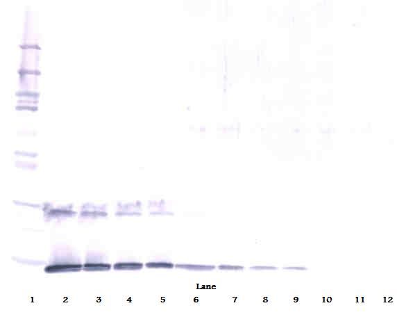 IL5 Antibody - Western Blot (reducing) of IL-5 antibody. This image was taken for the unconjugated form of this product. Other forms have not been tested.