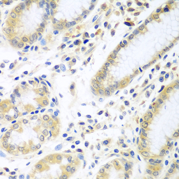 IL5 Antibody - Immunohistochemistry of paraffin-embedded human stomach tissue.