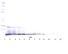 IL5 Antibody - Anti-Murine IL-5 Western Blot Reduced