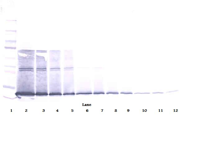 IL5 Antibody - Anti-Murine IL-5 Western Blot Unreduced
