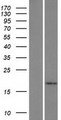 IL5 Protein - Western validation with an anti-DDK antibody * L: Control HEK293 lysate R: Over-expression lysate