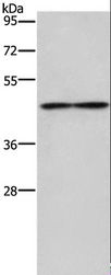 IL5RA / CD125 Antibody - Western blot analysis of Mouse heart tissue, using IL5RA Polyclonal Antibody at dilution of 1:550.