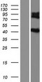 IL5RA / CD125 Protein - Western validation with an anti-DDK antibody * L: Control HEK293 lysate R: Over-expression lysate