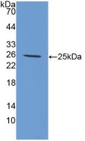 IL6 / Interleukin 6 Antibody - Western Blot; Sample: Recombinant IL6, Canine.