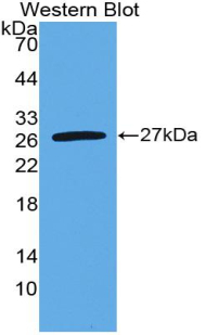 IL6 / Interleukin 6 Antibody - Western Blot; Sample: Recombinant IL6, Mouse.