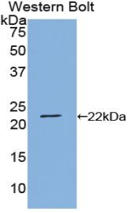 IL6 / Interleukin 6 Antibody - Western blot of recombinant IL6.  This image was taken for the unconjugated form of this product. Other forms have not been tested.