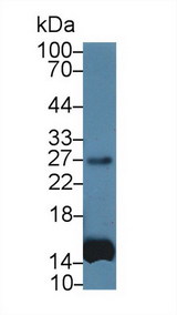IL6 / Interleukin 6 Antibody - Western Blot; Sample: Human Leukocyte lysate; Primary Ab: 1400 Mouse Anti-Simian IL6 Antibody Second Ab: 0.2µg/mL HRP-Linked Caprine Anti-Mouse IgG Polyclonal Antibody