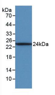 IL6 / Interleukin 6 Antibody - Western Blot; Sample: Recombinant IL6, Ovine.