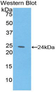 IL6 / Interleukin 6 Antibody - Western blot of recombinant IL6.  This image was taken for the unconjugated form of this product. Other forms have not been tested.