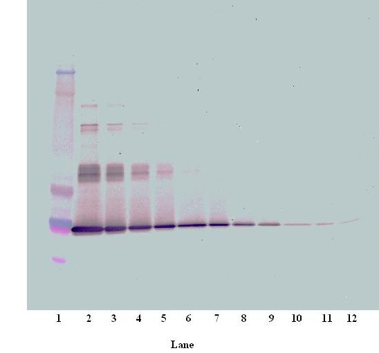 IL6 / Interleukin 6 Antibody - Western Blot (non-reducing) of IL-6 antibody. This image was taken for the unconjugated form of this product. Other forms have not been tested.