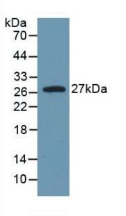 IL6 / Interleukin 6 Antibody - Western Blot; Sample: Recombinant IL6, Rat.