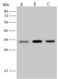 IL6 / Interleukin 6 Antibody - Anti-IL6 mouse monoclonal antibody at 1:500 dilution. Lane A: A549 Whole Cell Lysate. Lane B: Hela Whole Cell Lysate. Lane C: HepG2 Whole Cell Lysate. Lysates/proteins at 30 ug per lane. Secondary: Goat Anti-Mouse IgG (H+L)/HRP at 1/10000 dilution. Developed using the ECL technique. Performed under reducing conditions. Predicted band size: 24 kDa. Observed band size: 30 kDa.