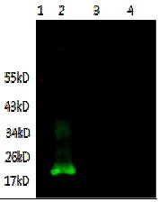 IL6 / Interleukin 6 Antibody - Immunodetection Analysis: Representative blot from a previous lot. Lane 1, protein marker; Lane 2, recombinant protein IL-6; Lane 3, 293T lysate; Lane 4, SP2/0 lysate. The membrane blot was probed with anti-IL-6 primary antibody (1µg/ ml). Proteins were visualized using a donkey antimouse secondary antibody conjugated to IRDye 800CW detection system.