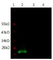 IL6 / Interleukin 6 Antibody - Immunodetection Analysis: Representative blot from a previous lot. Lane 1, protein marker; Lane 2, recombinant protein IL-6; Lane 3, 293T lysate; Lane 4, SP2/0 lysate. The membrane blot was probed with anti-IL-6 primary antibody(1?g/ ml). Proteins were visualized using a Donkey anti-mouse secondary antibody conjugated to IRDye 800CW detection system.