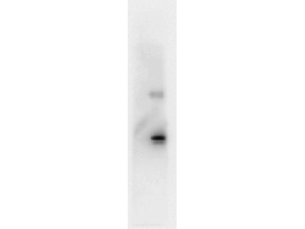 IL6 / Interleukin 6 Antibody - Western Blot showing detection of Human IL-6. 100 ng of Human IL-6 was run on a 4-20% gel and transferred to 0.45 m nitrocellulose. After blocking with 1% BSA-TTBS (p/n MB-013, diluted to 1X) 30 min at 20C, Anti-Human IL-6 (MOUSE) Antibody (p/n Anti-Human IL-6 (MOUSE) Monoclonal Antibody - 209-301-310) was used at 1:1000 in 1% BSA-TTBS over night at 4?. Peroxidase conjugated Rabbit Anti-mouse secondary antibody was used in Blocking Buffer for Fluorescent Western Blotting (p/n MB-070) at 1:40000 for 30 min at 20C and imaged using the Bio-Rad VersaDoc 4000 MP. Band indicates correct 17 kDa molecular weight position expected for Human IL-6.